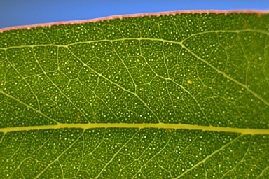 APII jpeg image of Eucalyptus blakelyi  © contact APII