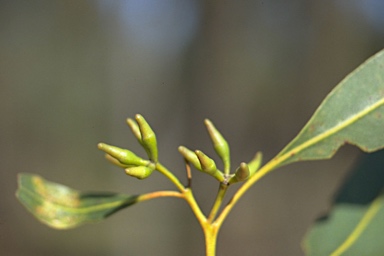 APII jpeg image of Eucalyptus fibrosa subsp. fibrosa  © contact APII