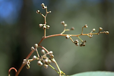 APII jpeg image of Eucalyptus largeana  © contact APII