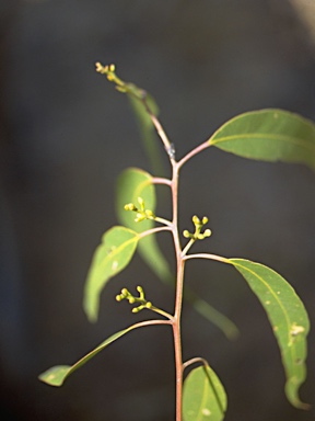 APII jpeg image of Eucalyptus henryi  © contact APII