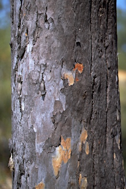 APII jpeg image of Eucalyptus pachycalyx subsp. waajensis  © contact APII