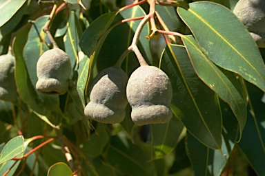 APII jpeg image of Corymbia calophylla  © contact APII