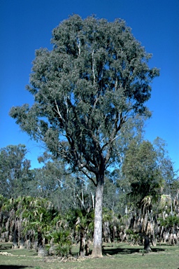 APII jpeg image of Eucalyptus microtheca  © contact APII