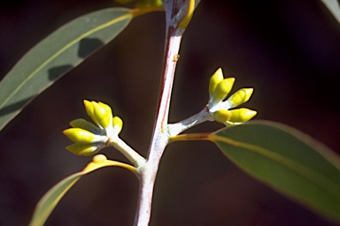 APII jpeg image of Eucalyptus pyrocarpa  © contact APII