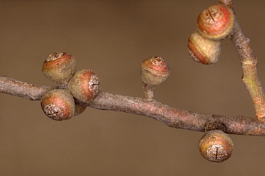 APII jpeg image of Eucalyptus baxteri  © contact APII