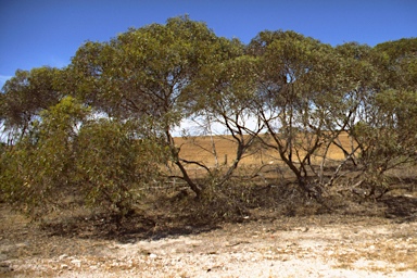 APII jpeg image of Eucalyptus phenax subsp. phenax  © contact APII