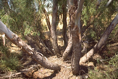 APII jpeg image of Eucalyptus yalatensis  © contact APII