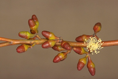 APII jpeg image of Eucalyptus oleosa subsp. oleosa  © contact APII