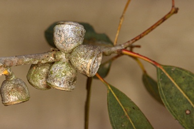 APII jpeg image of Eucalyptus cosmophylla  © contact APII