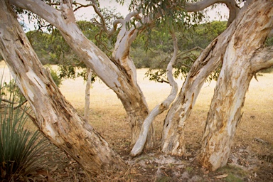 APII jpeg image of Eucalyptus fasciculosa  © contact APII