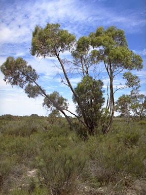 APII jpeg image of Eucalyptus aromaphloia subsp. sabulosa  © contact APII