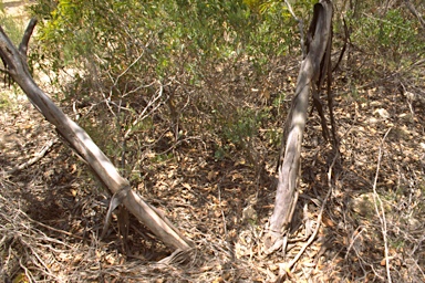 APII jpeg image of Eucalyptus conglobata subsp. conglobataa  © contact APII