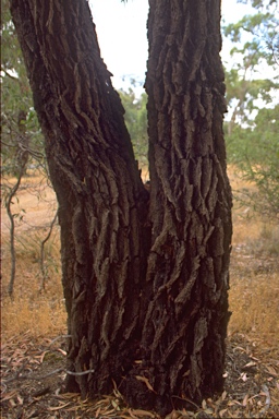 APII jpeg image of Eucalyptus tricarpa  © contact APII