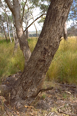 APII jpeg image of Eucalyptus cadens  © contact APII