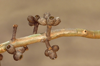 APII jpeg image of Eucalyptus albopurpurea  © contact APII