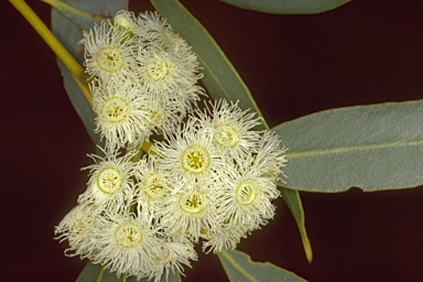 APII jpeg image of Eucalyptus johnsoniana  © contact APII