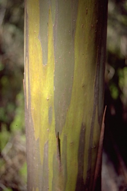 APII jpeg image of Eucalyptus subcrenulata  © contact APII