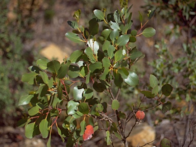 APII jpeg image of Eucalyptus subcrenulata  © contact APII