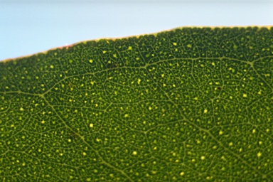 APII jpeg image of Eucalyptus subcrenulata  © contact APII