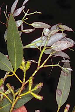 APII jpeg image of Eucalyptus urnigera  © contact APII