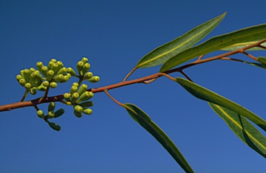 APII jpeg image of Eucalyptus cladocalyx  © contact APII