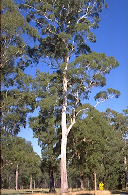 APII jpeg image of Eucalyptus bosistoana  © contact APII