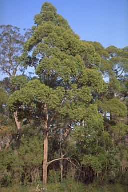 APII jpeg image of Eucalyptus globoidea  © contact APII