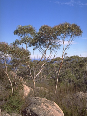 APII jpeg image of Eucalyptus glaucescens  © contact APII