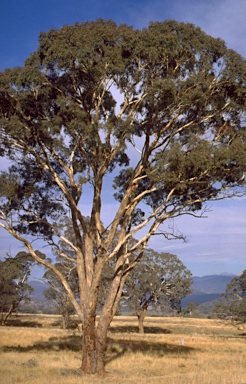 APII jpeg image of Eucalyptus melliodora  © contact APII