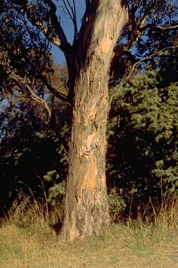 APII jpeg image of Eucalyptus polyanthemos subsp. polyanthemos  © contact APII