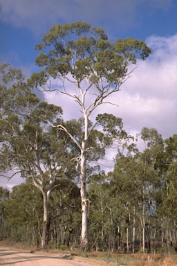 APII jpeg image of Eucalyptus viminalis subsp. viminalis  © contact APII