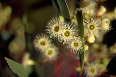 APII jpeg image of Eucalyptus fasciculosa  © contact APII