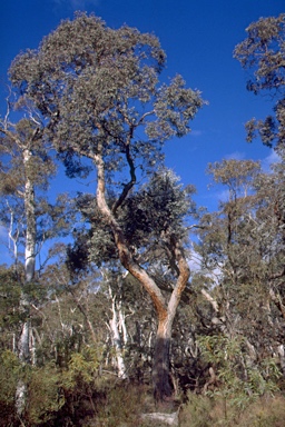 APII jpeg image of Eucalyptus cinerea subsp. triplex  © contact APII