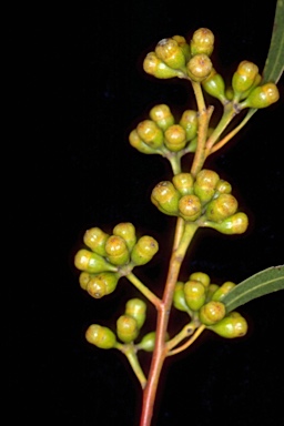 APII jpeg image of Eucalyptus brachycalyx  © contact APII