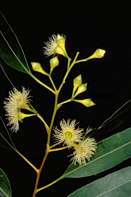 APII jpeg image of Eucalyptus paniculata  © contact APII