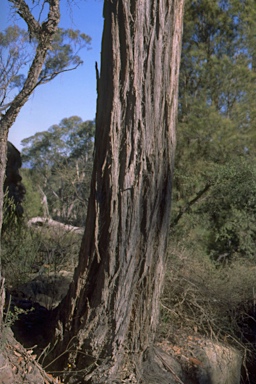 APII jpeg image of Eucalyptus agglomerata  © contact APII