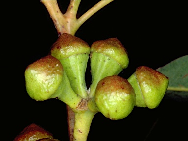 APII jpeg image of Eucalyptus scias subsp. scias  © contact APII