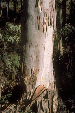 APII jpeg image of Eucalyptus dalrympleana subsp. dalrympleana  © contact APII