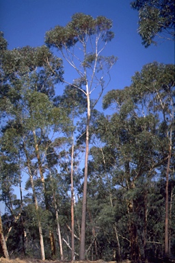 APII jpeg image of Eucalyptus sieberi  © contact APII