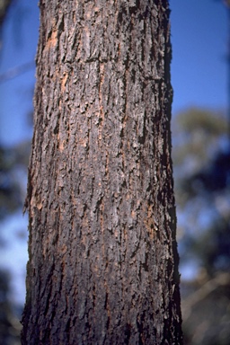 APII jpeg image of Eucalyptus sieberi  © contact APII