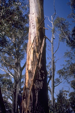 APII jpeg image of Eucalyptus fraxinoides  © contact APII