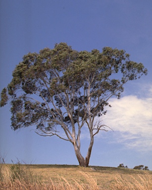 APII jpeg image of Eucalyptus dorrigoensis  © contact APII