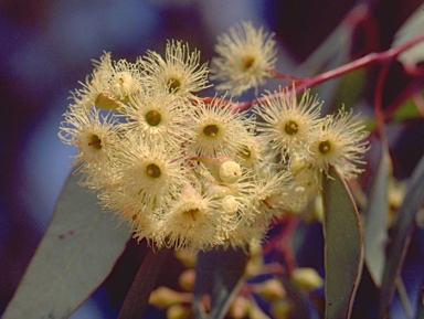 APII jpeg image of Eucalyptus caleyi subsp. ovendenii  © contact APII