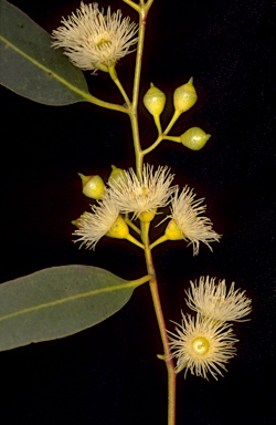 APII jpeg image of Eucalyptus leucoxylon subsp. leucoxylon  © contact APII