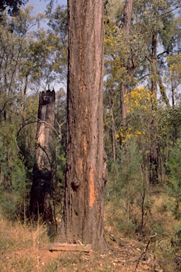 APII jpeg image of Eucalyptus fibrosa subsp. nubilis  © contact APII