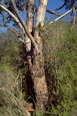 APII jpeg image of Eucalyptus ovata var. ovata  © contact APII