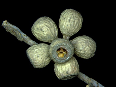 APII jpeg image of Eucalyptus pauciflora subsp. pauciflora  © contact APII