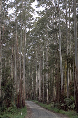 APII jpeg image of Eucalyptus regnans  © contact APII