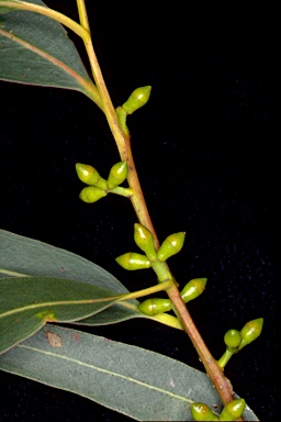 APII jpeg image of Eucalyptus viminalis subsp. pryoriana  © contact APII