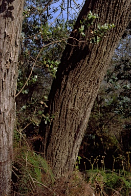 APII jpeg image of Eucalyptus crenulata  © contact APII